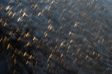 Tekstura, zamarznięta woda, smugi światło na lodzie.  © Elżbieta Kaps