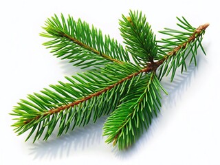 Isolated Fir Tree Branch with Shadow - Perfect for Christmas & Winter Designs