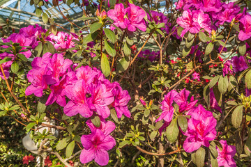 Lilac azalea (rhododendron) in the greenhouse.