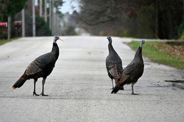 Wild Turkeys on the Road