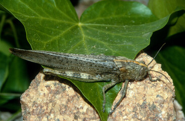 criquet, Criquet égyptien, Anacridium aegyptium, Egyptian grasshopper