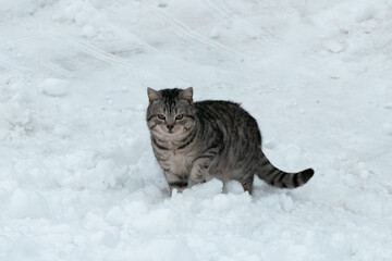 cat in snow