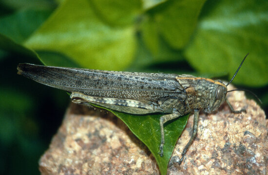 criquet, Criquet &eacute;gyptien, Anacridium aegyptium, Egyptian grasshopper