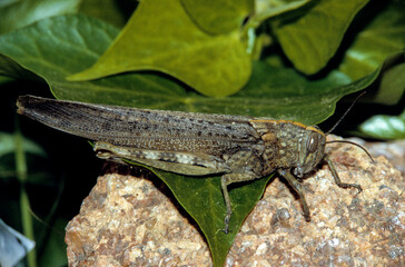 criquet, Criquet égyptien, Anacridium aegyptium, Egyptian grasshopper