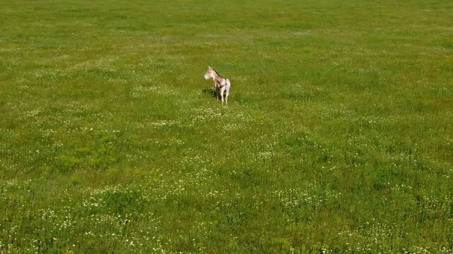 Aerial footage: camera slowly approaches a lonely wild ass (Equus hemionus) standing among of the spring flowering steppe.