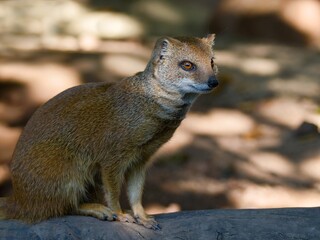 The yellow mongoose	
