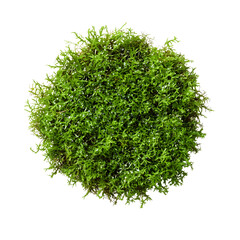 Green moss ball decoration isolated on transparent background