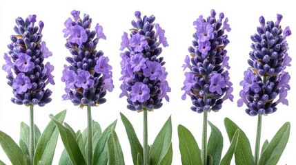 Naklejka premium A collection of lavender flowers showcasing vibrant purple blooms.