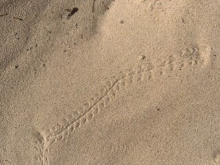 Tracks in the sand 