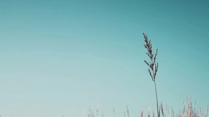 Single grass stalk against a clear blue sky.