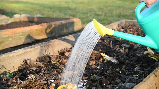 The gardener waters the seeds and beds with a watering can.