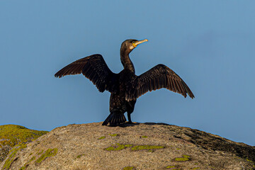 cormorant on the rocks