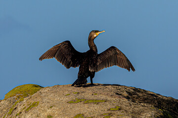cormorant on the rocks