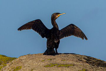 cormorant on the rocks