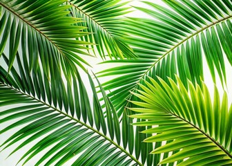 Obraz premium Lush Palm Tree Branches, Cutout Backgrounds - Tropical Foliage Stock Photo