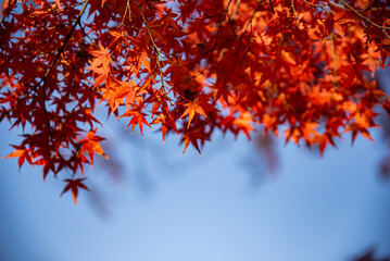 もみじ紅葉