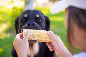 Close up of face of large black and white Swiss Mountain dog enjoying a picnic eating corn on the cob on a hot summer day in the park