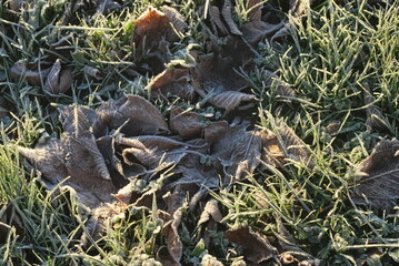 Blätter im Frost
