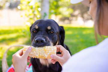 Close up of face of large black and white Swiss Mountain dog enjoying a picnic eating corn on the cob on a hot summer day in the park