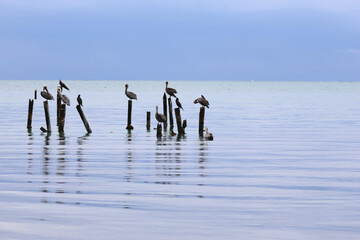 Pelicans and other water birds resting, Cayo Caulker, Belize