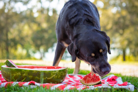 Large black and brown Swiss Mountain dog on red picnic blanket eating watermelon on a hot summer day in the park