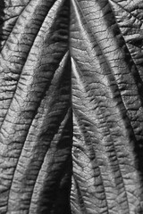 Liść faktura, tekstura