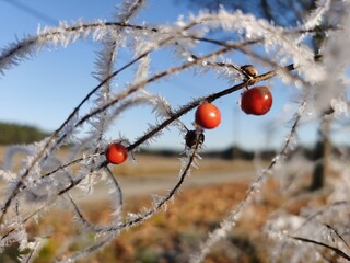 red berries in snow