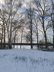 snow covered trees and field, with lake in the background