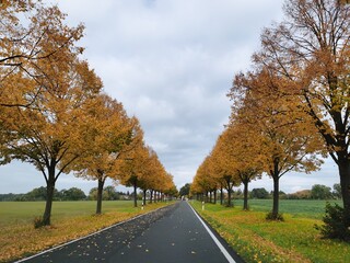road in autumn with apple trees