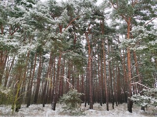 snow covered pine tree