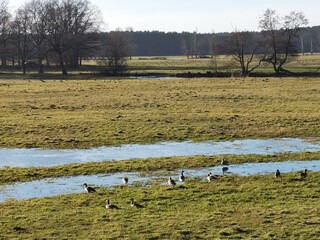 flock of wild geese on a field