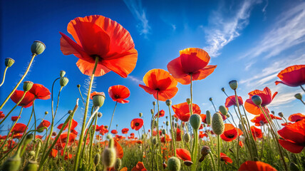 Fototapeta premium Field of blooming red poppies under a clear blue sky with rolling hills in the background