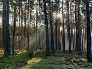 Sunlight Beaming Through Tall Pine Trees in a Serene Morning Foggy Forest