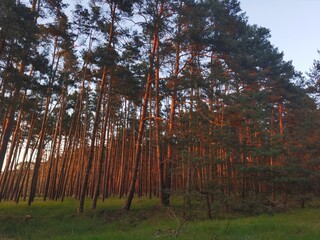 Tall Pine Trees in Golden Sunset