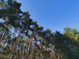 Forest and blue sky