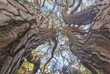 Majestic Twin Trees Reaching for the Sky