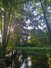 River flowing through a forest