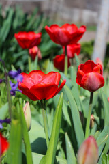 Beautiful red tulip in the garden. Close-up of blooming red tulips with deep red petals.