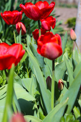 Fototapeta premium Beautiful red tulip in the garden. Close-up of blooming red tulips with deep red petals.