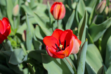 Beautiful red tulip in the garden. Close-up of blooming red tulips with deep red petals.