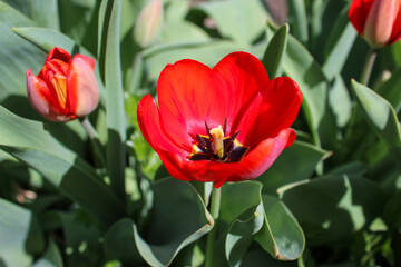 Beautiful red tulip in the garden. Close-up of blooming red tulips with deep red petals.