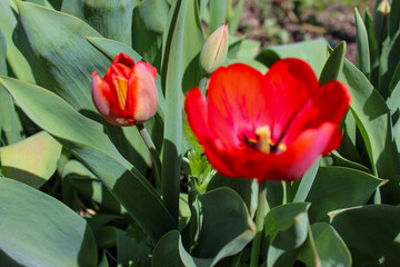 Naklejka premium Beautiful red tulip in the garden. Close-up of blooming red tulips with deep red petals.