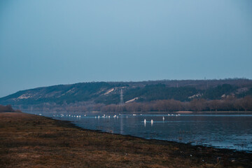 swans on the Dniester River in the evening at sunset
