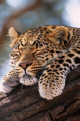 Leopard on a Tree: A leopard resting on a tree branch in the African savanna, its spotted coat blending with the tree's bark and golden grass below. 