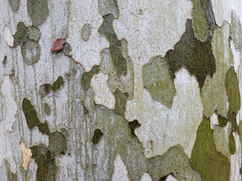 Natural spotted platanus bark tree texture.  Surface of sycamore tree as background. The pattern is similar to a military camouflage pattern. Close-up