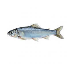 Fototapeta premium Sardine Fish Isolated on White Background – Fresh Seafood Photo