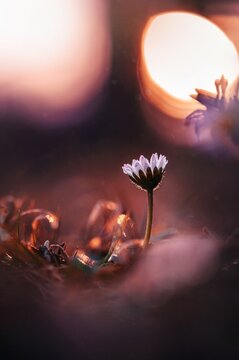 Macro of a single common daisy (Bellis perennis) covered with raindrops on a dark background against contrasty bokeh from the Sun. Pink and orange dreamy hues 