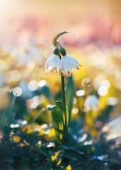 Close up of two spring snowflake flowers against a light dreamy background with out of focus flowers. Soft, airy tones with pink, yellow and green tones and white flower