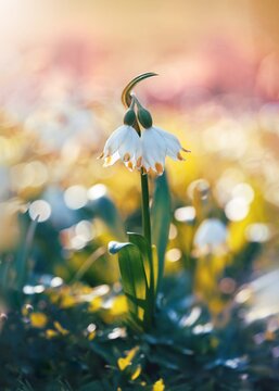 Close up of two spring snowflake flowers against a light dreamy background with out of focus flowers. Soft, airy tones with pink, yellow and green tones and white flower