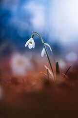 Close up of an early Spring snowdrop flower. Dreamy blue background with shallow depth of field and bokeh bubbles. Out of focus flowers in the background, dreamy light in the corner